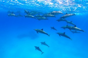 a picture of a pod of dolphins at Boca Catalina Aruba