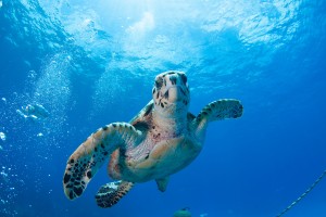 a picture of a sea turtle spotted at boca catalina beach in aruba