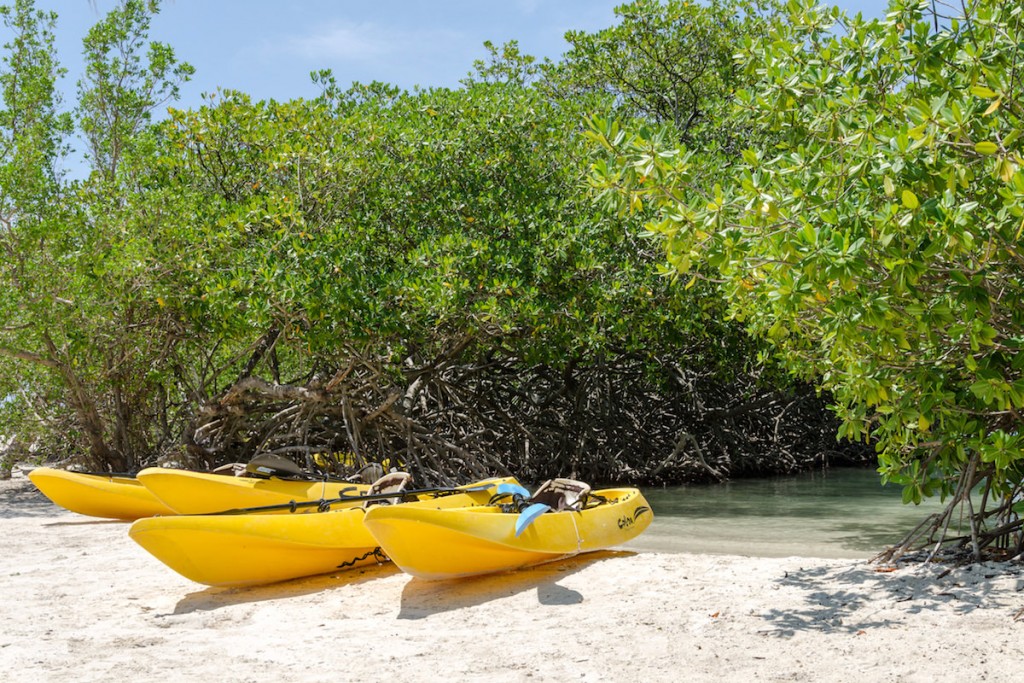 a picture of canoes at the mangroves at mangel halto beach aruba
