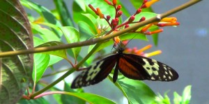 a picture of a butterfly at the aruba butterfly farm