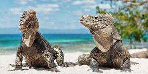 a picture of iguanas on iguana beach aruba