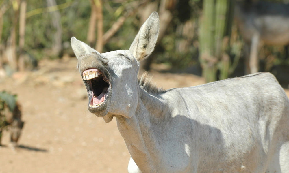 a picture of a donkey in the donkey sanctuary aruba