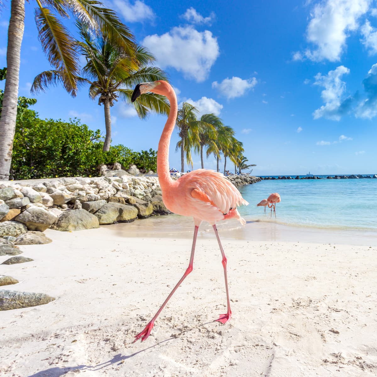 aruba flamingo beach all inclusive