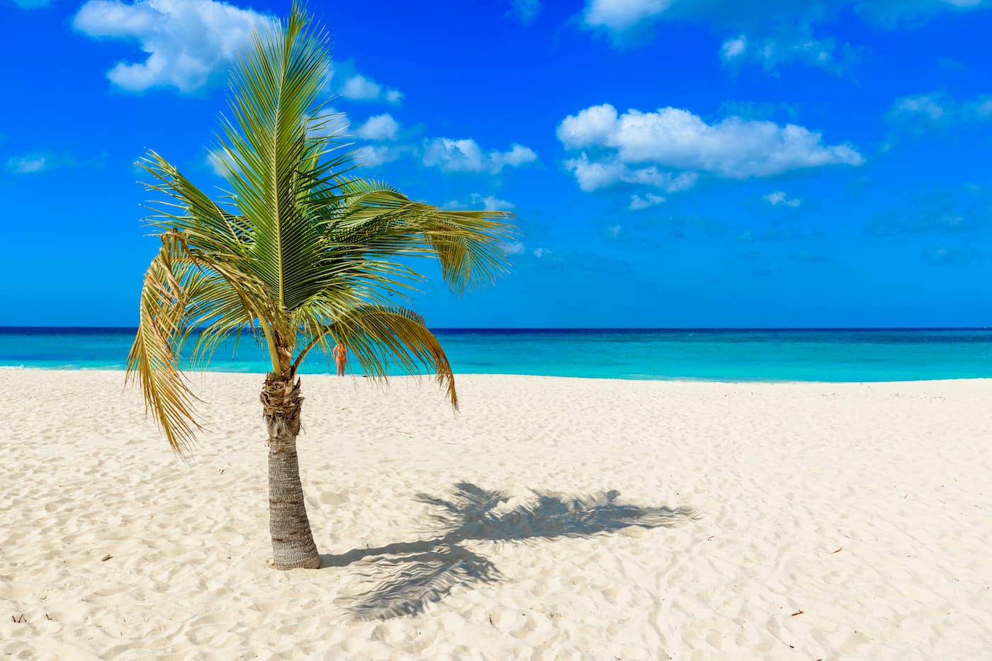 Eagle Beach, Aruba. One of the top beaches in the world.