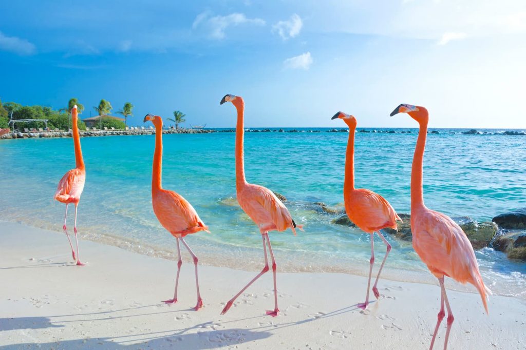 Flamingo Beach, Renaissance Island, Aruba, Dutch Caribbean.