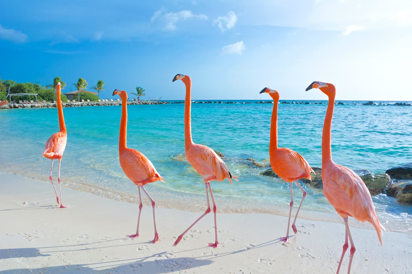 flamingo beach