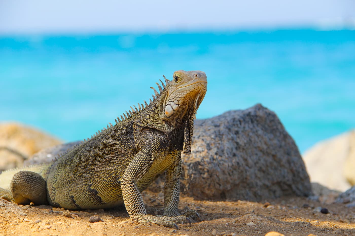 an iguana on a beach in Aruba in the Dutch Caribbean