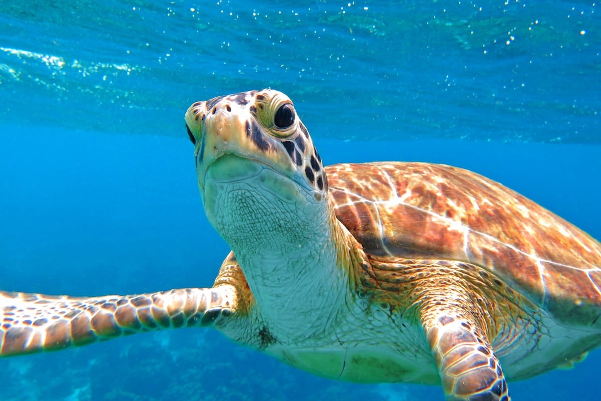 a sea turtle swimming in the waters of Arashi Beach, Aruba.