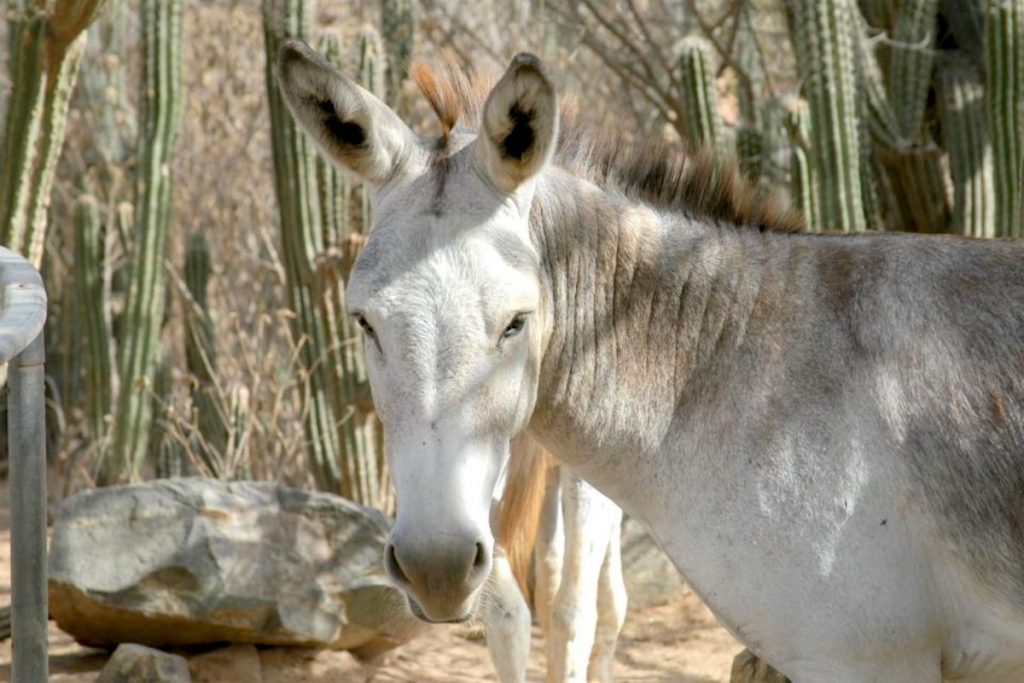 The picture encapsulates the free-roaming nature of the donkeys in Aruba. These magnificent animals, descendants of the original Spanish settlers' donkeys, roam the island freely, finding sustenance and solace amidst the rugged terrain.