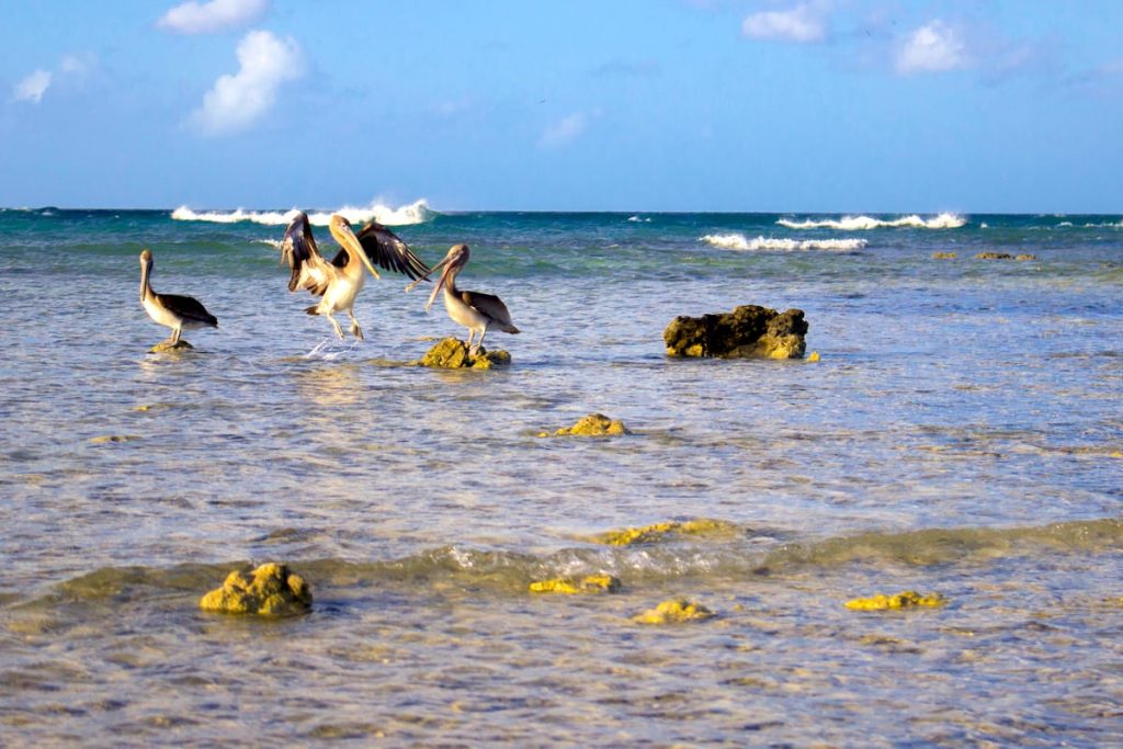 Pelicans sitting in the shallow waters of Arashi Beach, Aruba.