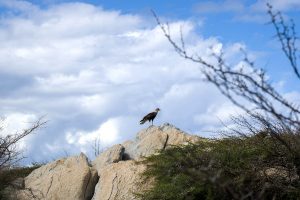 a Warawara Bird near Westpunt in Aruba.