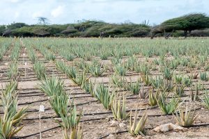 A field filled with aloe vera plants at the Aloe Vera Factory in Aruba.