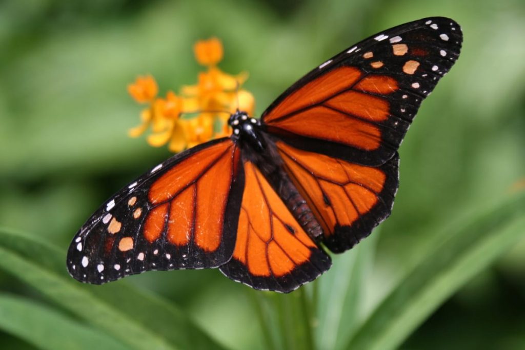 At the Aruba Butterfly Farm, a mesmerizing butterfly captivates the gaze. Its wings, delicate and graceful, showcase an enchanting array of colors.