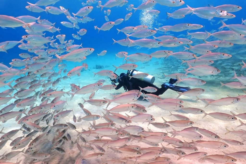 The photo captures the essence of Aruba's captivating marine life and showcases the unique experiences that await those who venture beneath the surface. It serves as a reminder of the wonders beneath the waves and the incredible opportunity to witness and engage with the mesmerizing marine creatures of Aruba's blue waters.