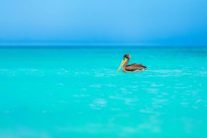 A juvenile pelican swimming on the blue waters at Eagle Beach, Aruba.
