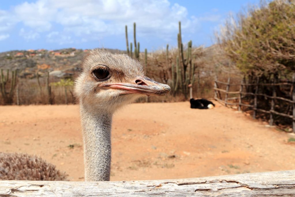 An ostrich at the Ostrich Farm in Aruba takes center stage, showcasing its majestic presence amidst a vibrant and engaging environment.
