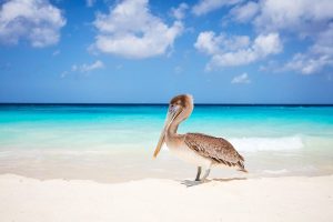 A pelican sitting peacefully on the white sands of Eagle Beach, Aruba, Dutch Antilles.